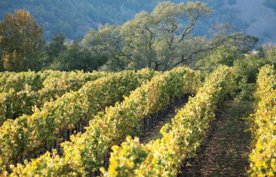 Sonoma